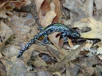 Media resource of Ambystoma laterale