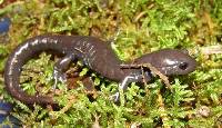 Ambystoma laterale image
