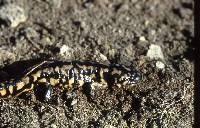 Media resource of Ambystoma tigrinum