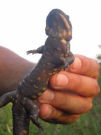 Ambystoma tigrinum image