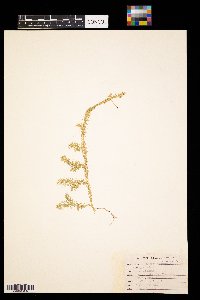 Thumbnail image of current specimen