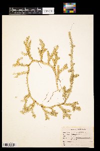 Thumbnail image of current specimen