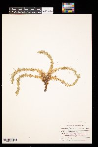 Thumbnail image of current specimen