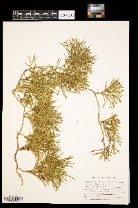 Diphasiastrum complanatum image