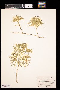 Diphasiastrum complanatum image