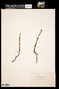 Equisetum arvense image