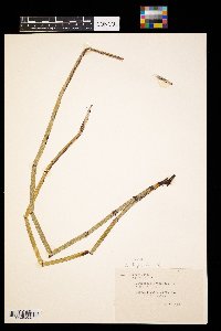 Equisetum arvense image