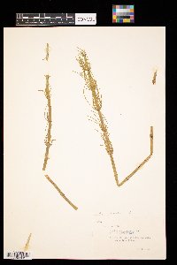 Equisetum arvense image
