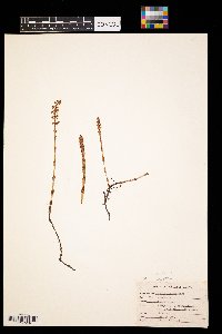 Equisetum arvense image