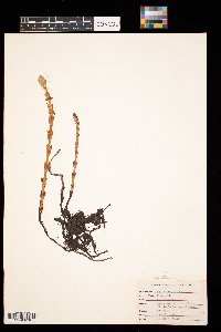 Equisetum arvense image