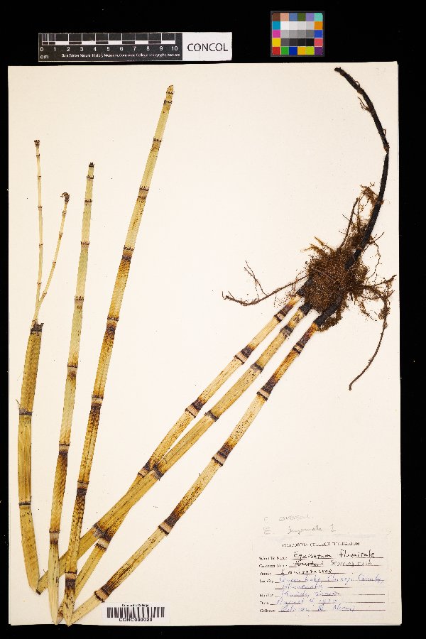 Equisetum arvense image