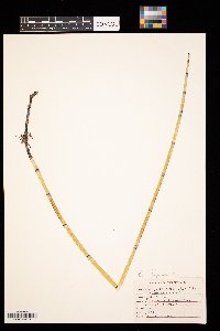Equisetum arvense image