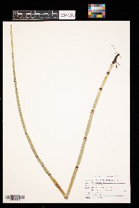 thumbnail image of current specimen