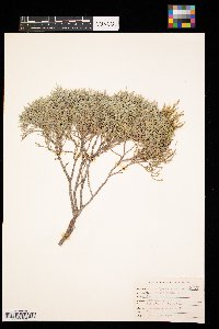 Juniperus scopulorum image