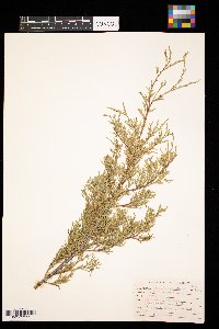 Juniperus scopulorum image
