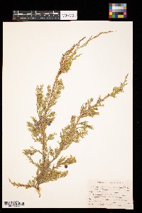 Juniperus scopulorum image