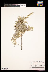 Juniperus scopulorum image