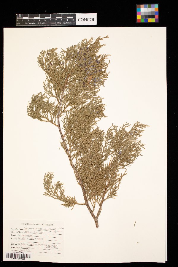 Juniperus virginiana var. silicicola image