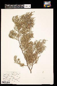 Media resource of Juniperus virginiana