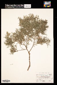 Juniperus virginiana var. silicicola image