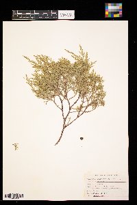 Juniperus virginiana image