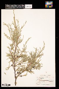 Juniperus virginiana image