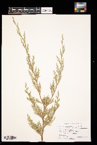 Juniperus virginiana image
