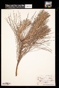 Media resource of Pinus elliottii