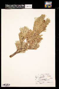 Pinus flexilis image