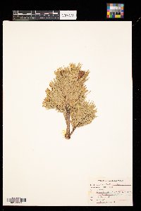 Pinus flexilis image