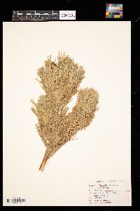 Pinus flexilis image