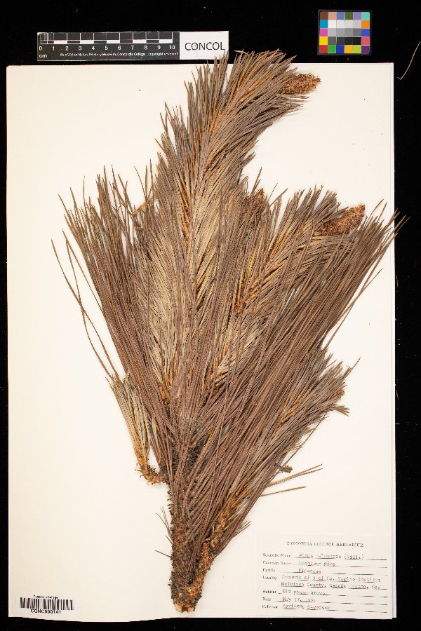 Pinus palustris image