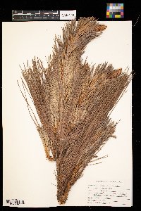 Media resource of Pinus palustris