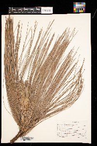 Pinus palustris image