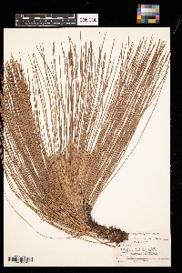Pinus palustris image