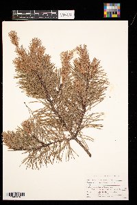 Media resource of Pinus pungens