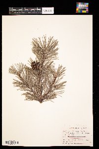 Pinus sylvestris image