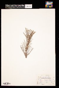 Pinus sylvestris image