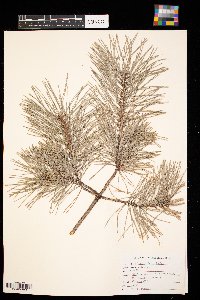 Pinus sylvestris image