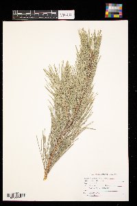 Pinus sylvestris image