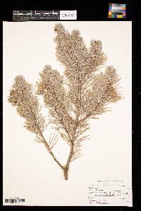 Pinus sylvestris image