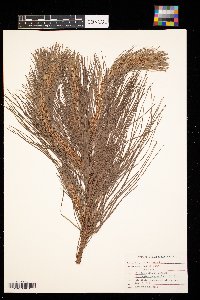 Media resource of Pinus taeda