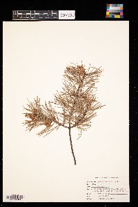 Pinus virginiana image