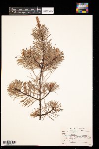 Pinus virginiana image