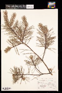 Pinus virginiana image