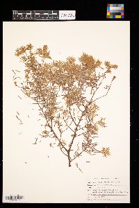 Media resource of Tsuga caroliniana