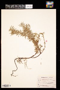 Taxus canadensis image