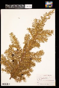 Taxus canadensis image