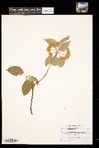 Viburnum lentago image