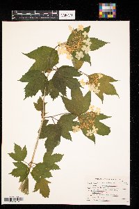 Viburnum opulus image